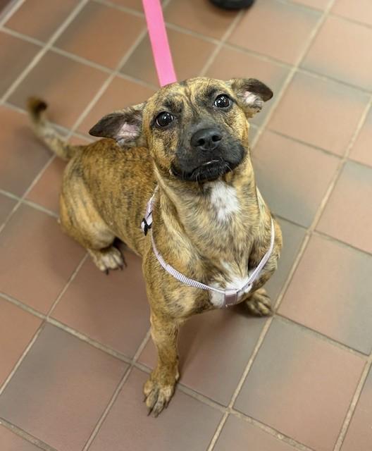 Enlarge Bessie, a Adopted mixed breed in Prudenville, MI image 2/2