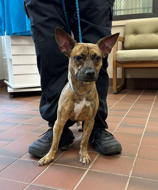 Bessie, Adopted, Adult Female Terrier & Dachshund.