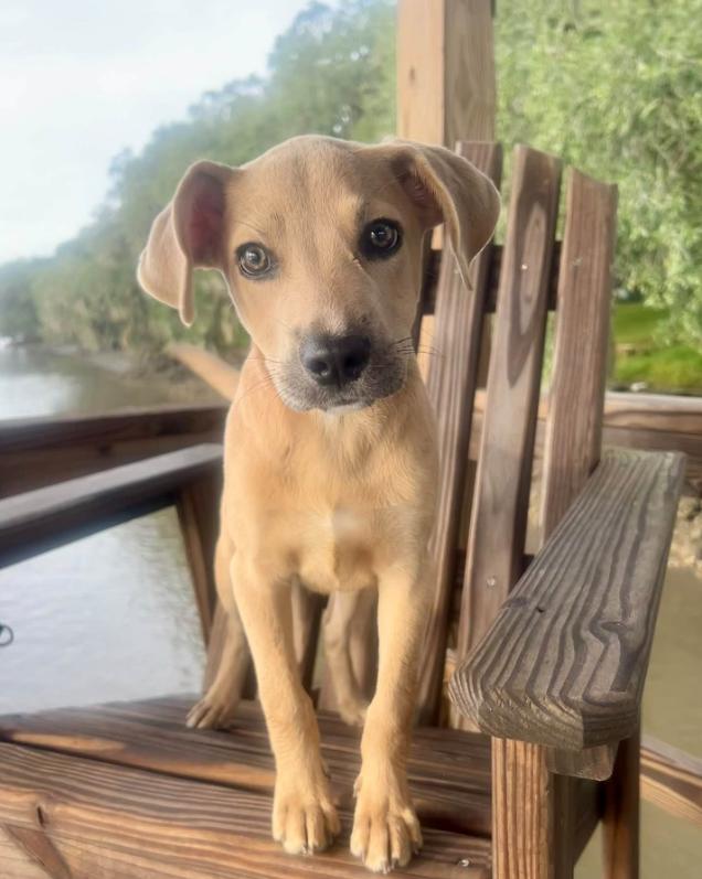 Enlarge Rosie, a Adoptable mixed breed in Eutawville, SC image 4/6
