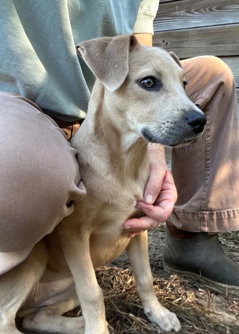 Enlarge Rosie, a Adoptable mixed breed in Eutawville, SC image 3/6