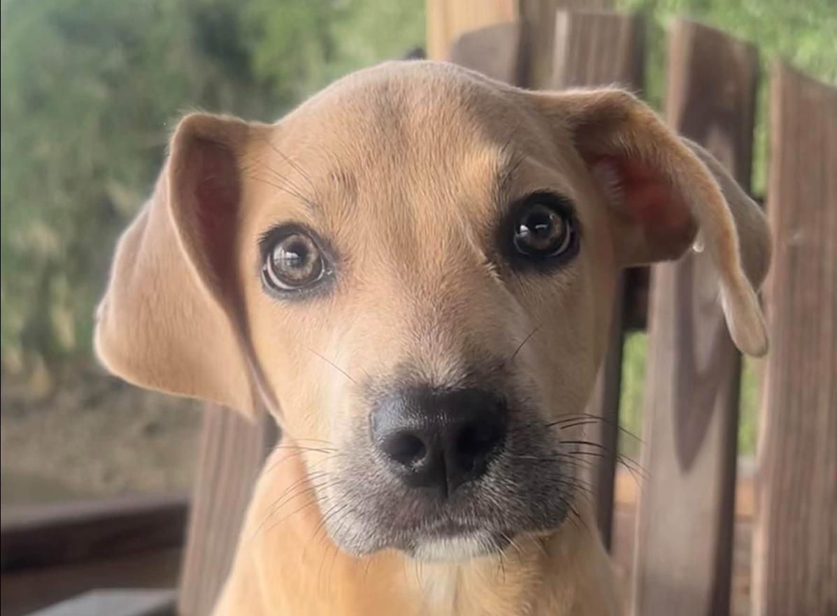 Enlarge Rosie, a Adoptable mixed breed in Eutawville, SC image 5/6