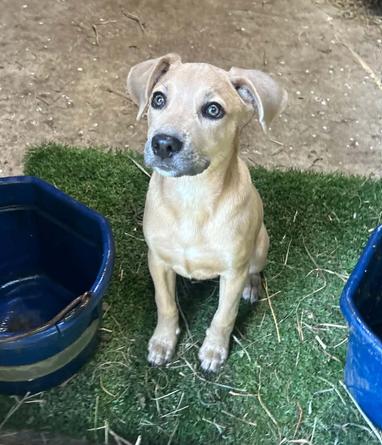 Enlarge Rosie, a Adoptable mixed breed in Eutawville, SC image 2/6
