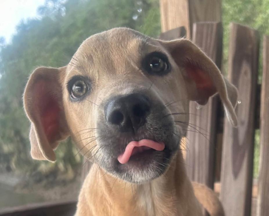Enlarge Rosie, a Adoptable mixed breed in Eutawville, SC image 6/6