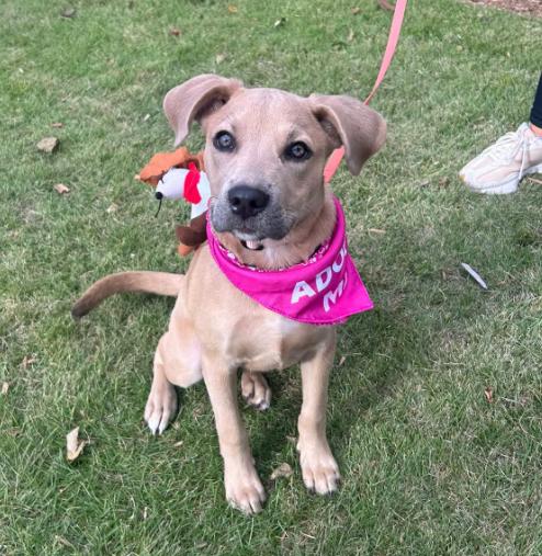 Enlarge Rosie, a Adoptable mixed breed in Eutawville, SC image 1/6