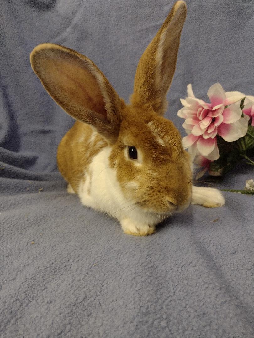 Eluha, a Adoptable American in Plymouth, MI image 1/2