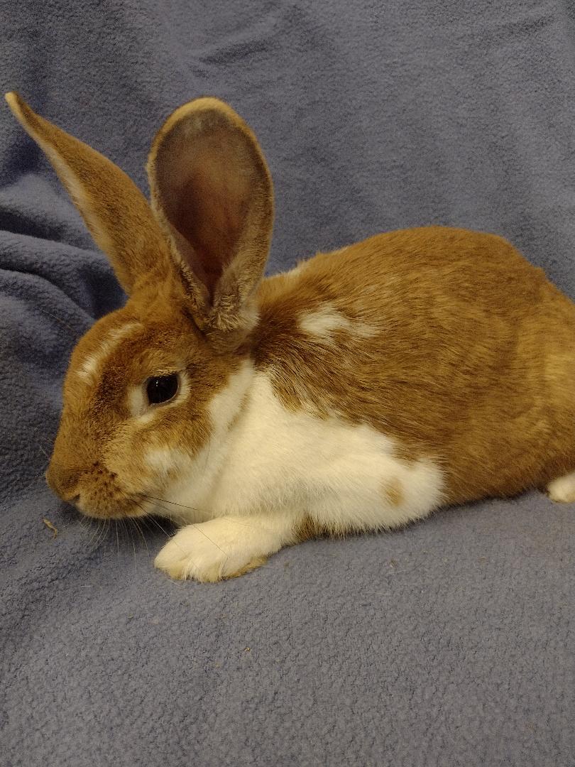 Eluha, a Adoptable American in Plymouth, MI image 2/2