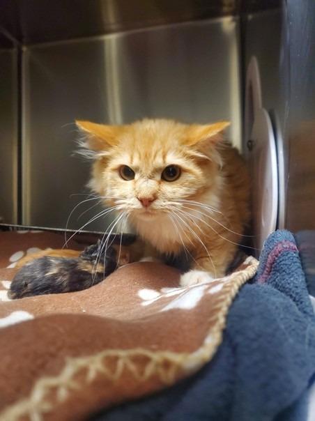 Enlarge Sabrina, a Adoptable mixed breed in Lunenburg, MA image 1/1