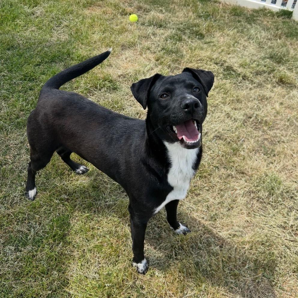 Dusty, Adoptable, Young Male Mixed Breed.