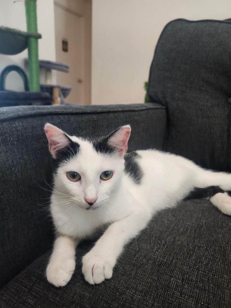 Moo, Adoptable, Young Female Domestic Short Hair.