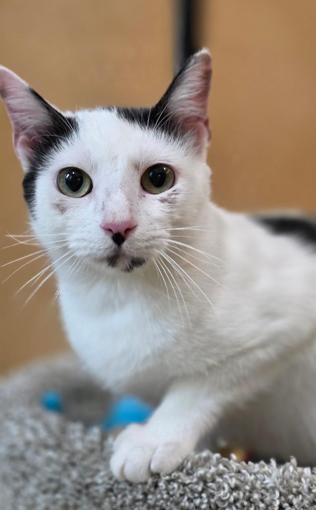 Enlarge Moo, a Adoptable mixed breed in Rowlett, TX image 2/2