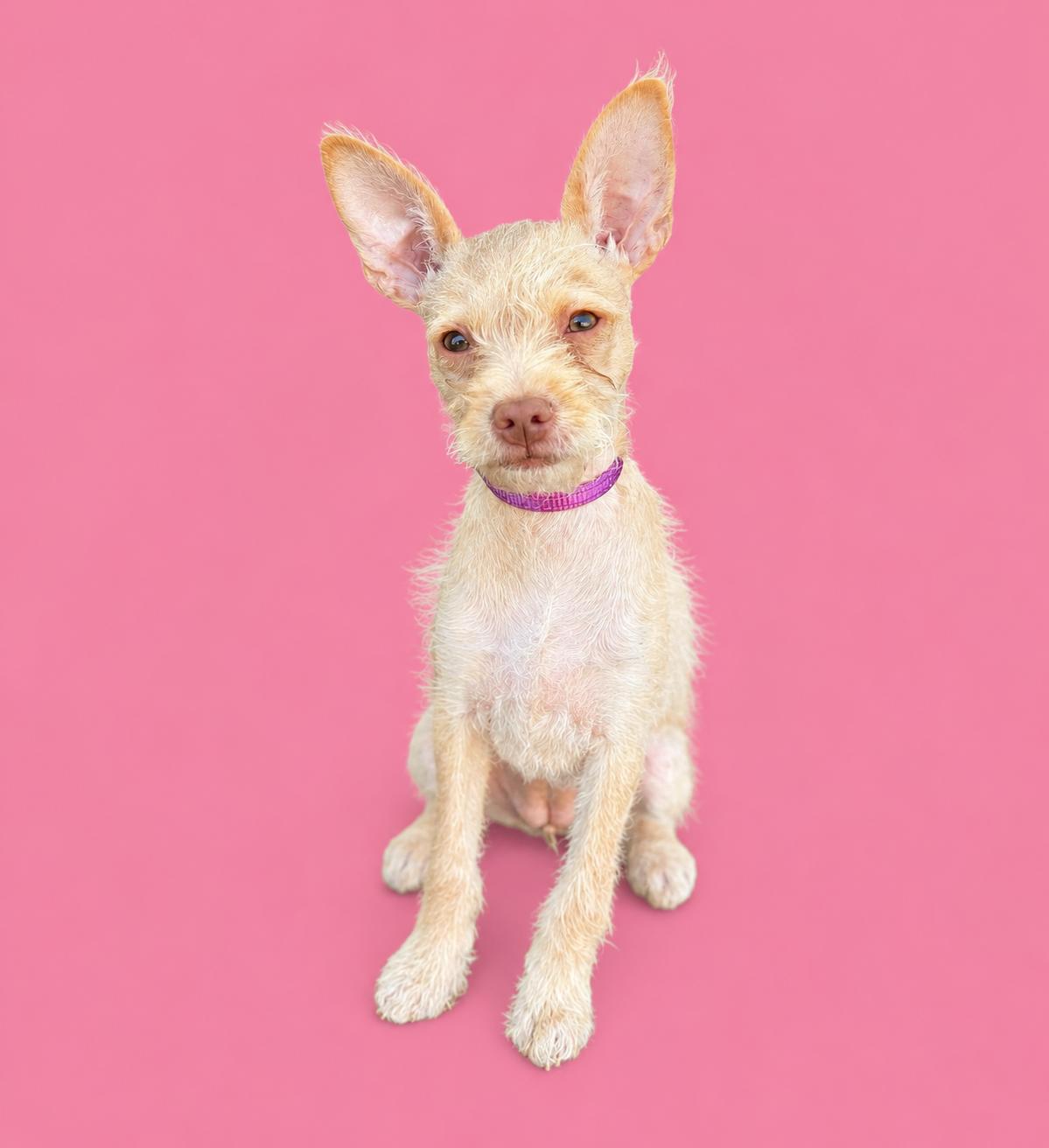 Madeleine, a Adoptable mixed breed in Palo Alto, CA image 1/3