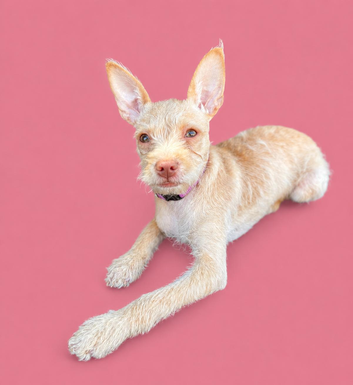Madeleine, a Adoptable mixed breed in Palo Alto, CA image 2/3