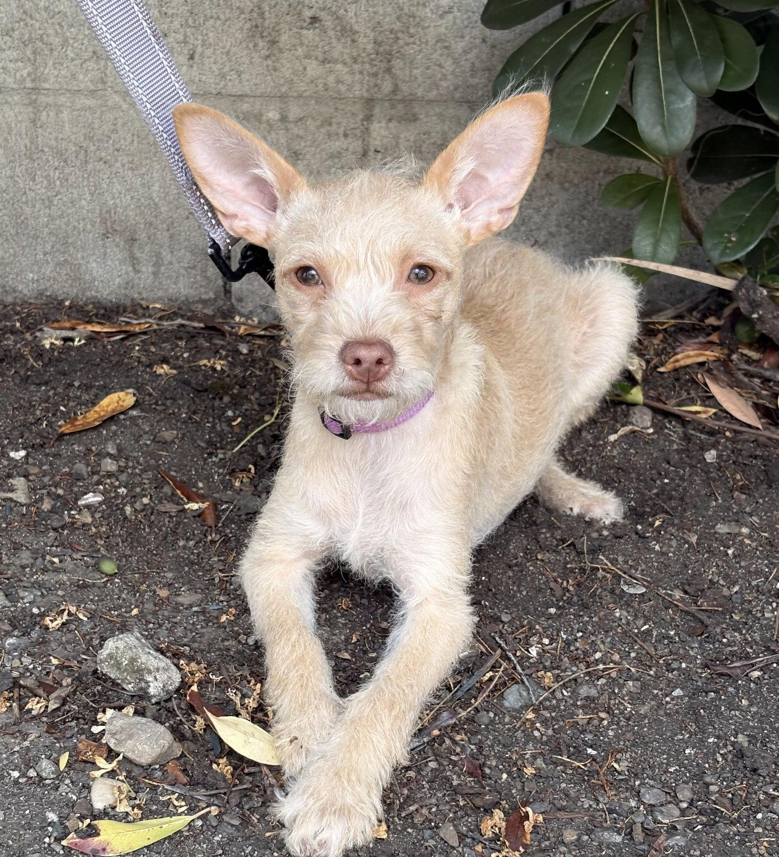 Madeleine, Adoptable, Puppy Female Yorkshire Terrier & Norfolk Terrier.