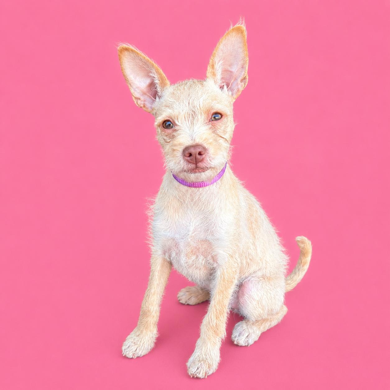 Madeleine, a Adoptable mixed breed in Palo Alto, CA image 3/3