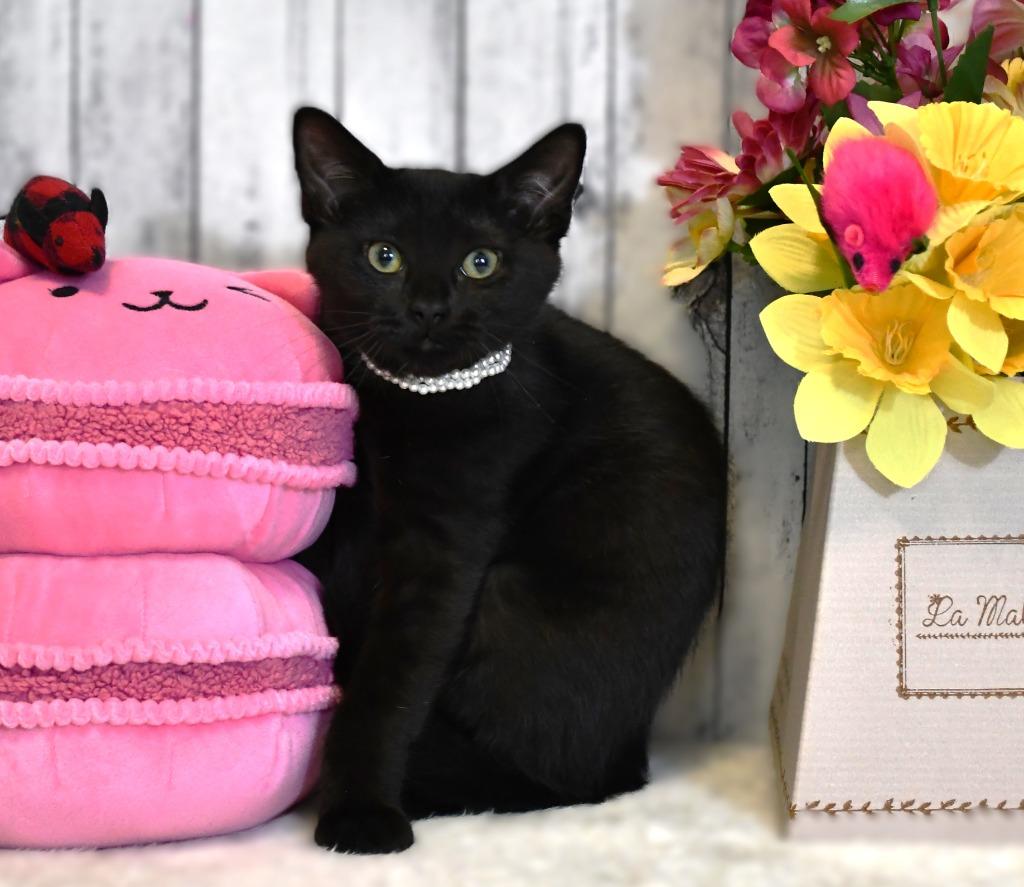Hadley, Adoptable, Kitten Female Domestic Short Hair.