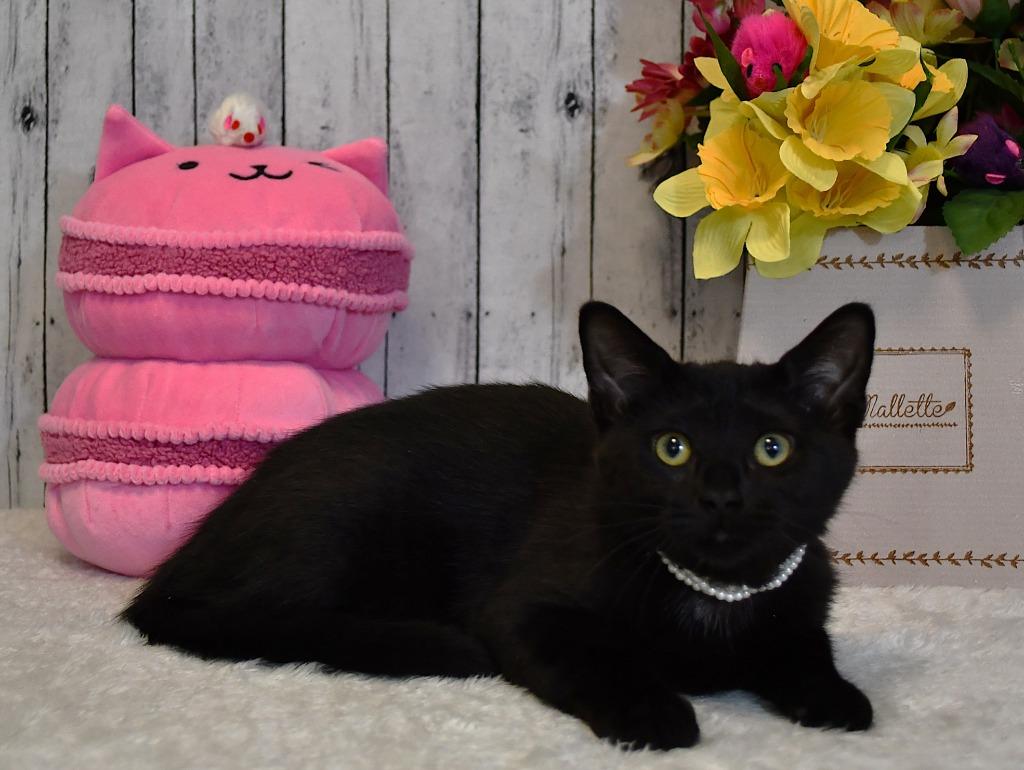 Hadley, a Adoptable mixed breed in Roanoke, TX image 2/3