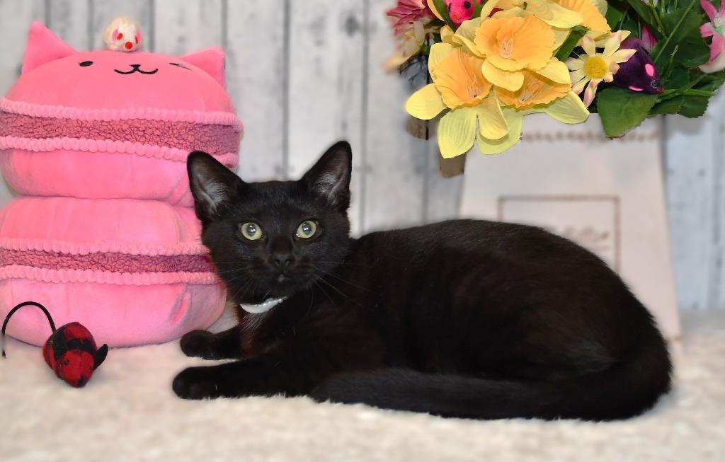 Hadley, a Adoptable mixed breed in Roanoke, TX image 3/3