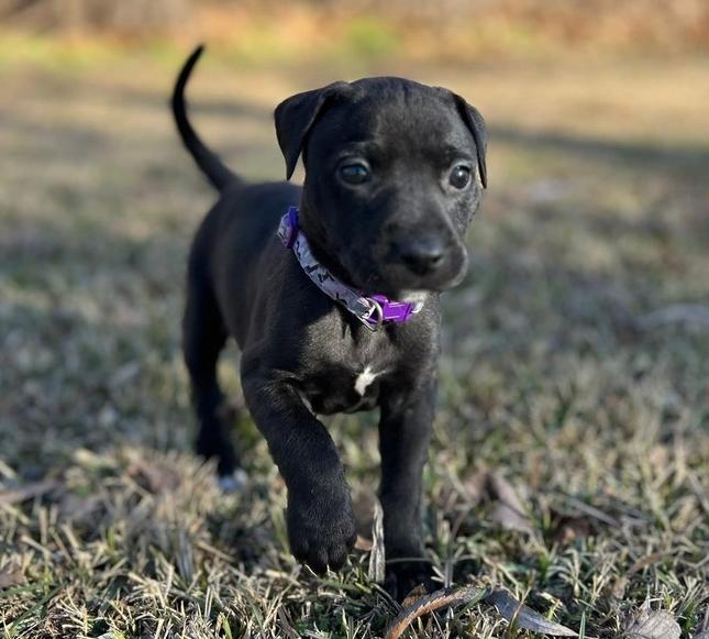 Noelle, Adoptable, Puppy Female Pit Bull Terrier & Mixed Breed.