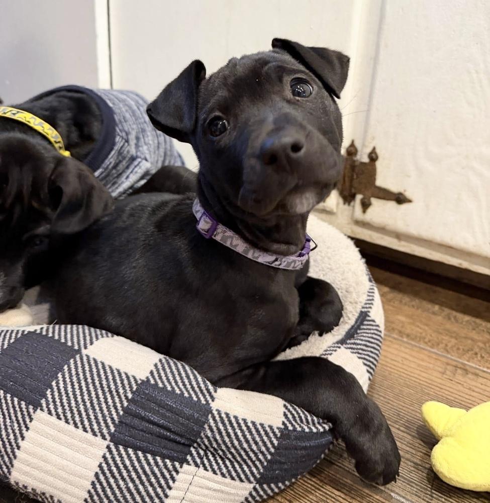 Enlarge Noelle, a Adoptable mixed breed in Warr Acres, OK image 2/6