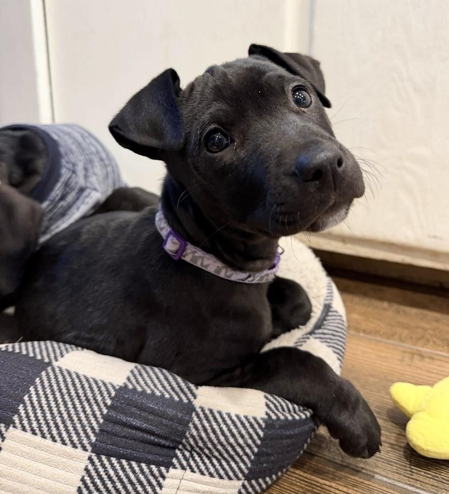 Enlarge Noelle, a Adoptable mixed breed in Warr Acres, OK image 3/6