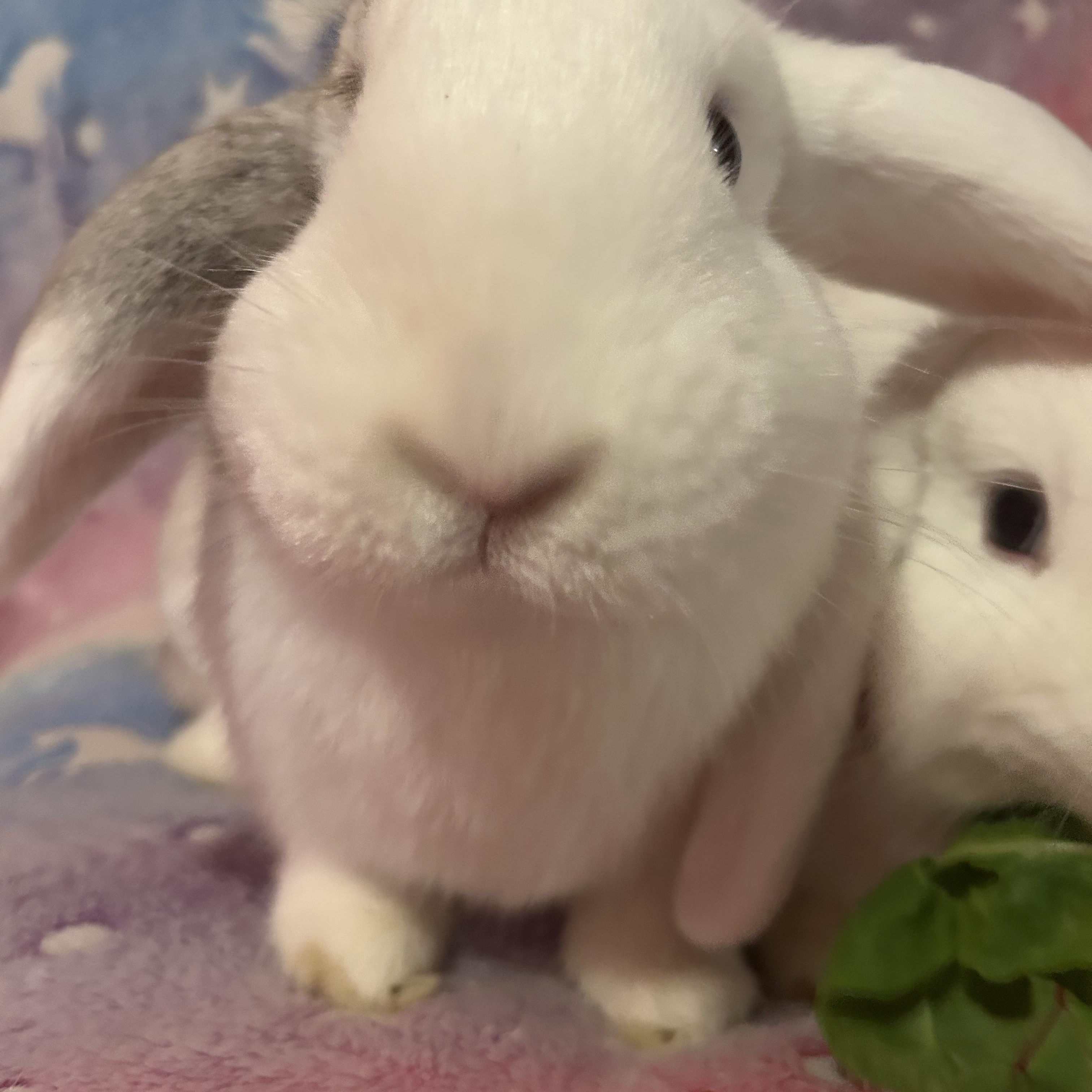 Righty & Lefty, an adopted mixed breed in Midlothian, VA image 1/5