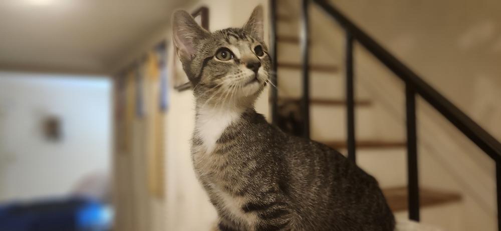 Nugget, a Adoptable Domestic Short Hair in Henrico, VA image 1/5