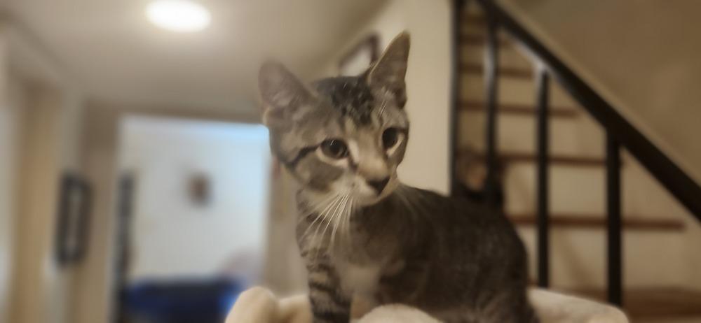 Nugget, a Adoptable Domestic Short Hair in Henrico, VA image 2/5