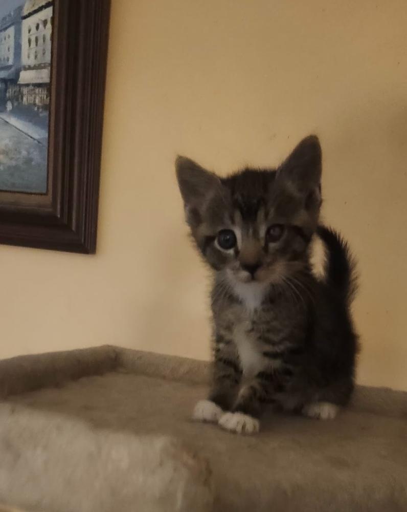 Nugget, a Adoptable Domestic Short Hair in Henrico, VA image 4/5