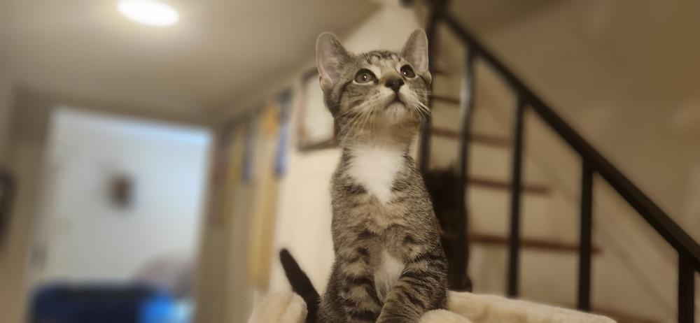 Nugget, a Adoptable Domestic Short Hair in Henrico, VA image 5/5