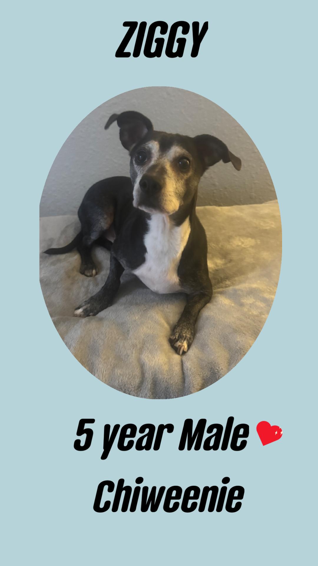 ZIGGY – 5 YEAR MALE CHIWEENIE , Adoptable, Adult Male Chiweenie.
