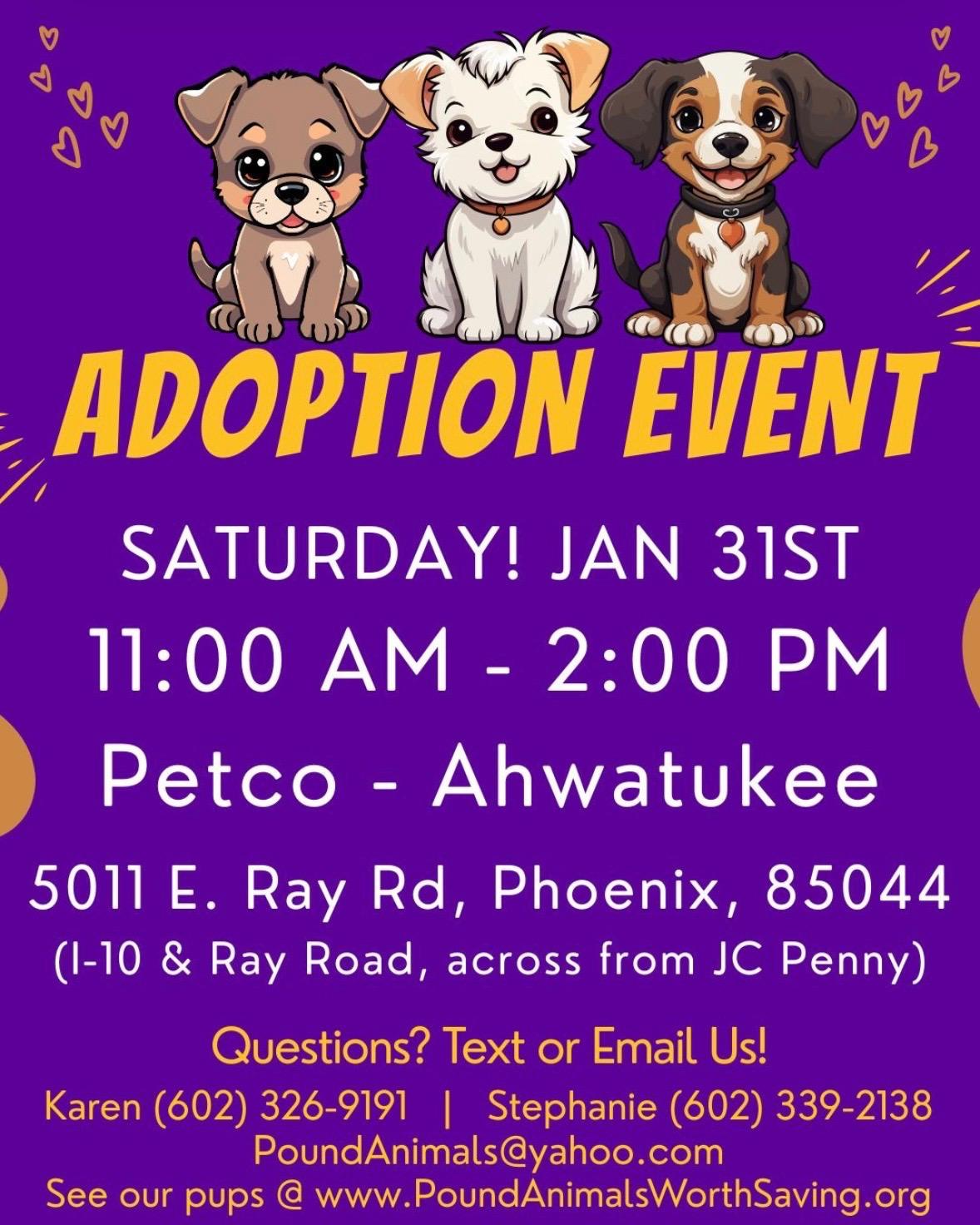 Enlarge ZIGGY – 5 YEAR MALE CHIWEENIE @ PETCO, 5011 E. RAY ROAD, PHX 85044 ON SATURDAY, JAN. 31ST,  11–2PM, an adopted Chiweenie in Mesa, AZ image 2/2