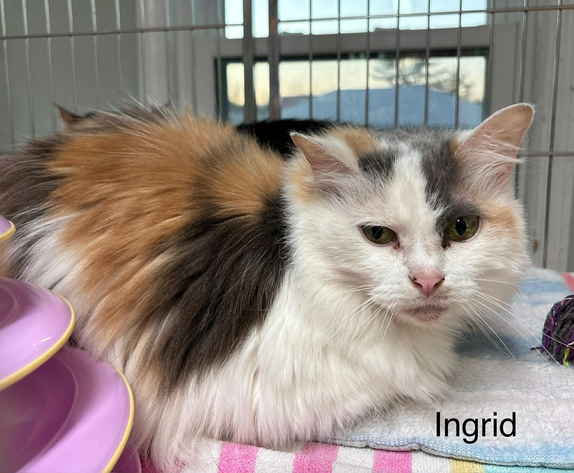 Ingrid bonded with Sugar, a Adoptable Domestic Long Hair in Ellicott City, MD image 3/4