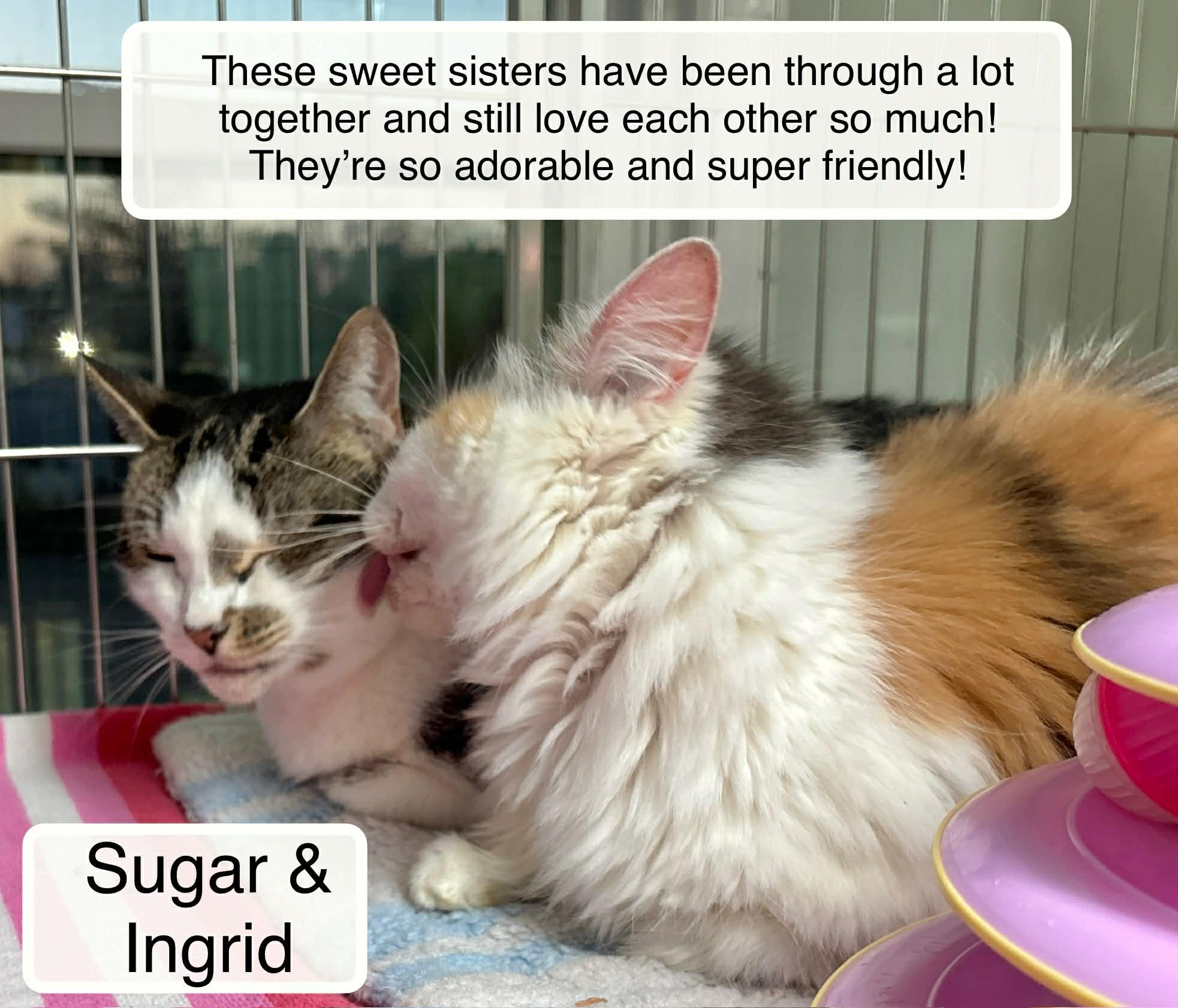 Ingrid bonded with Sugar, Adoptable, Adult Female Domestic Long Hair.