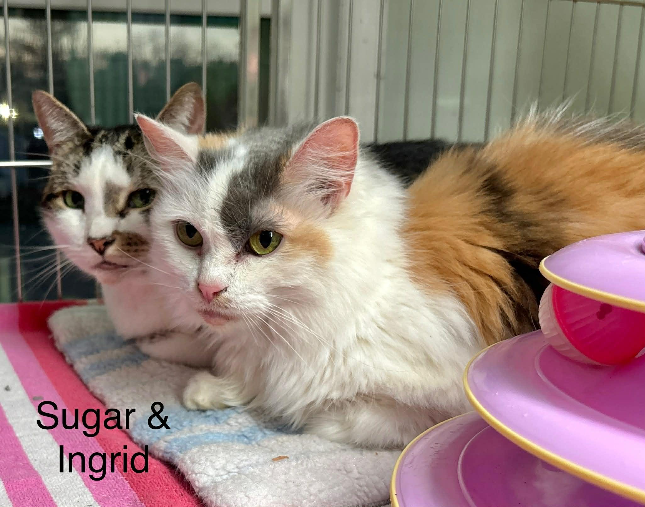 Ingrid bonded with Sugar, a Adoptable Domestic Long Hair in Ellicott City, MD image 4/4