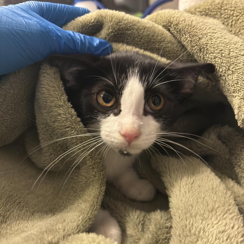 Jalapeno, Adoptable, Kitten Female Domestic Short Hair.