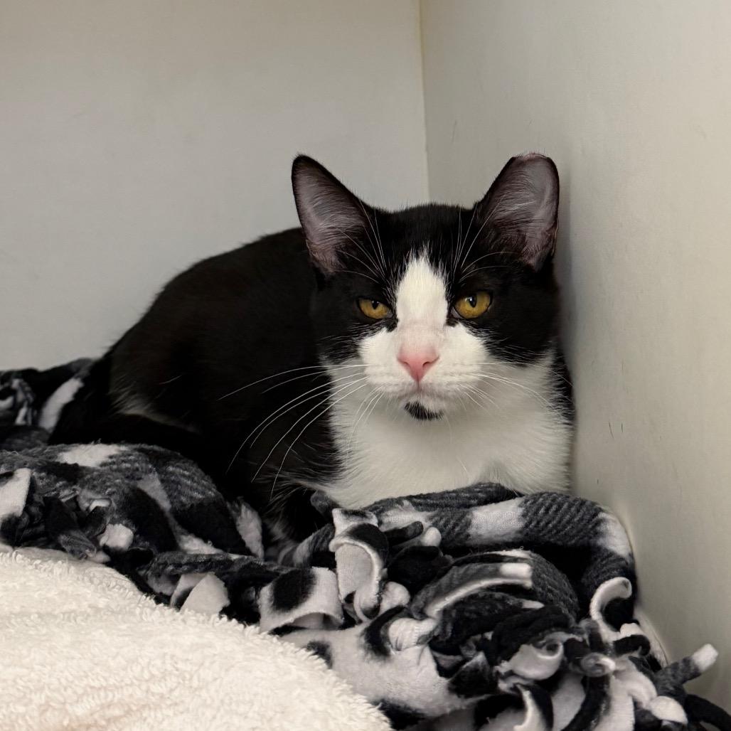 Enlarge Jalapeno, a Adoptable Domestic Short Hair in Council Bluffs, IA image 2/4