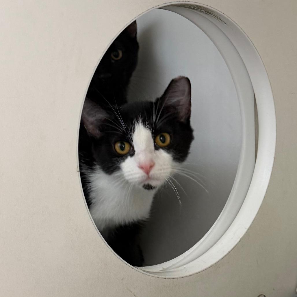 Enlarge Jalapeno, a Adoptable Domestic Short Hair in Council Bluffs, IA image 3/4