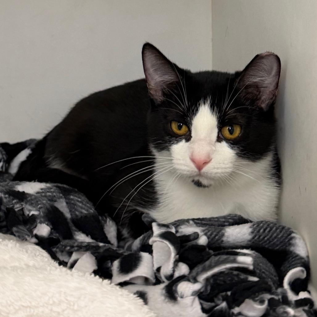 Enlarge Jalapeno, a Adoptable Domestic Short Hair in Council Bluffs, IA image 4/4