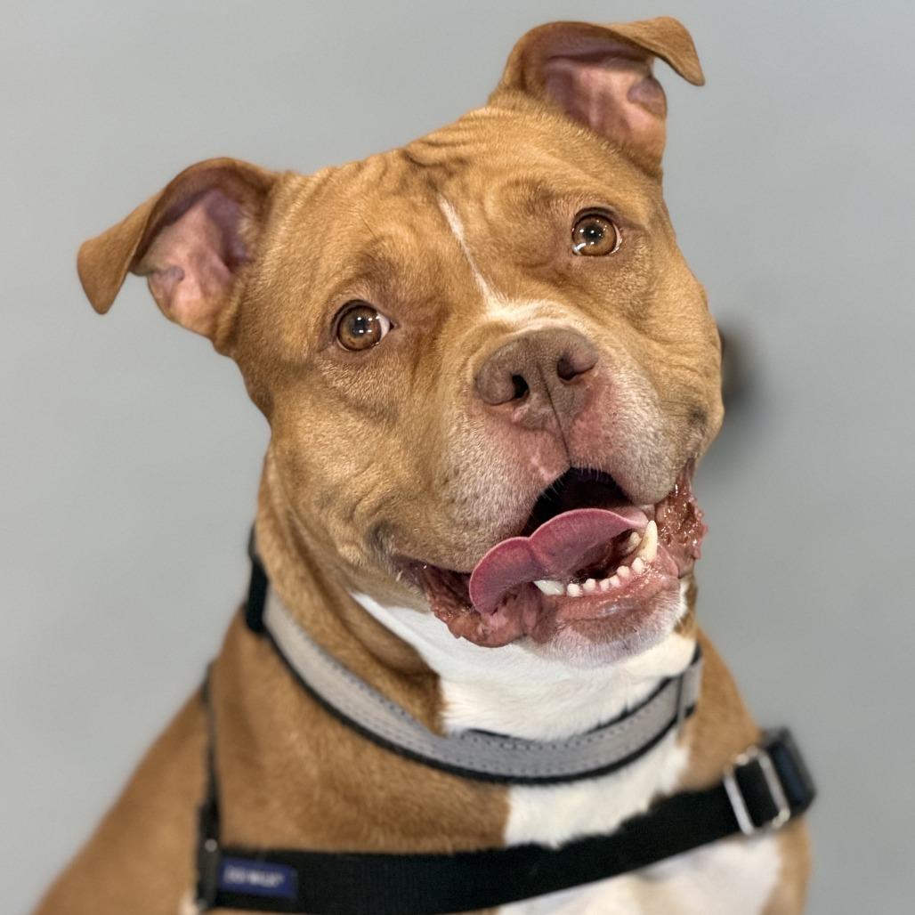 Simba, Adoptable, Adult Male Pit Bull Terrier.