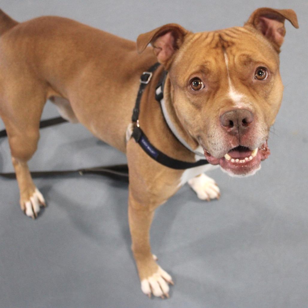 Enlarge Simba, a Adoptable Pit Bull Terrier in Champaign, IL image 2/6