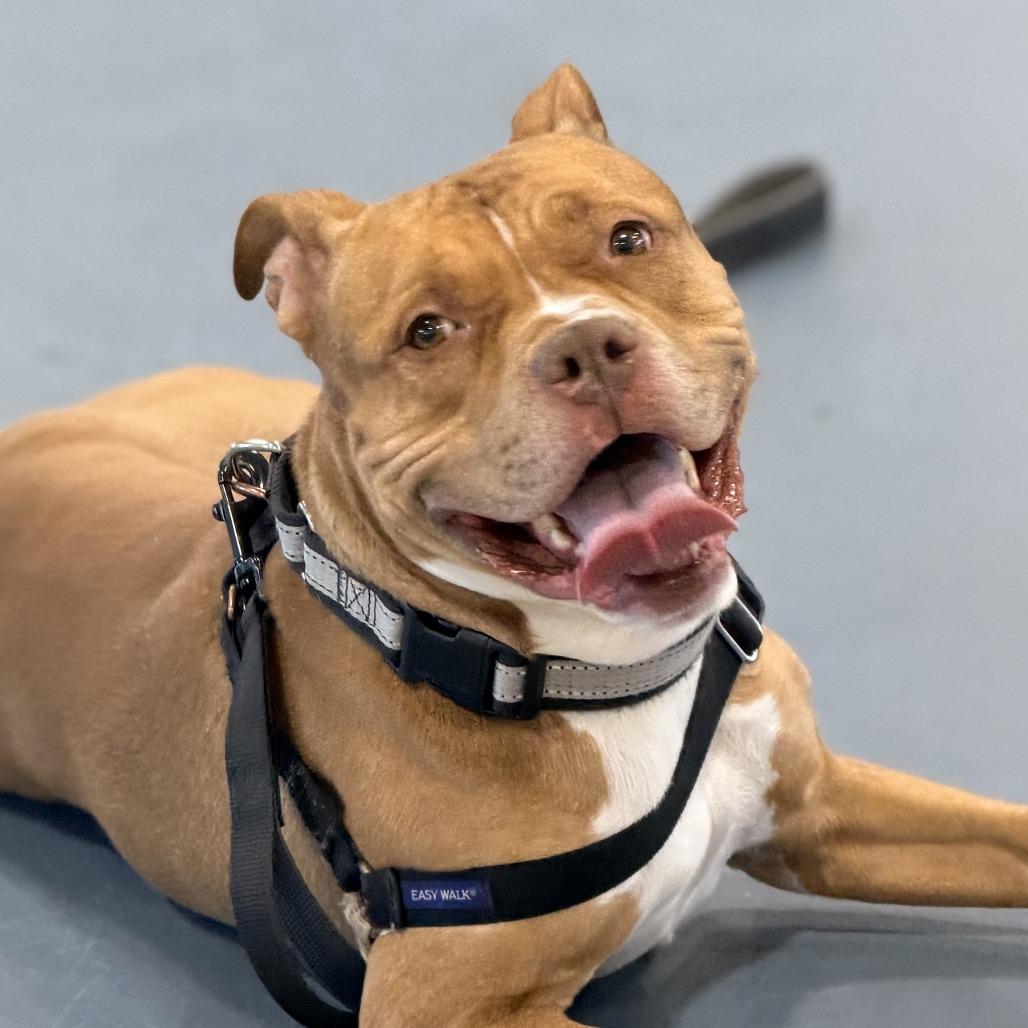 Enlarge Simba, a Adoptable Pit Bull Terrier in Champaign, IL image 3/6