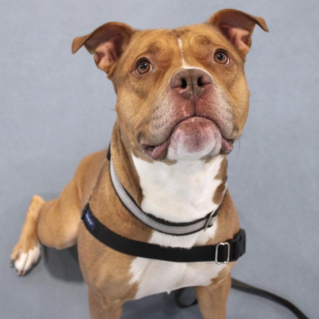 Enlarge Simba, a Adoptable Pit Bull Terrier in Champaign, IL image 4/6