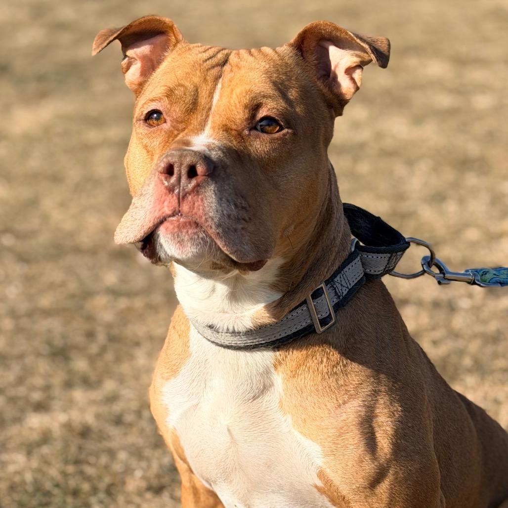 Simba, a Adoptable Pit Bull Terrier in Champaign, IL image 3/6