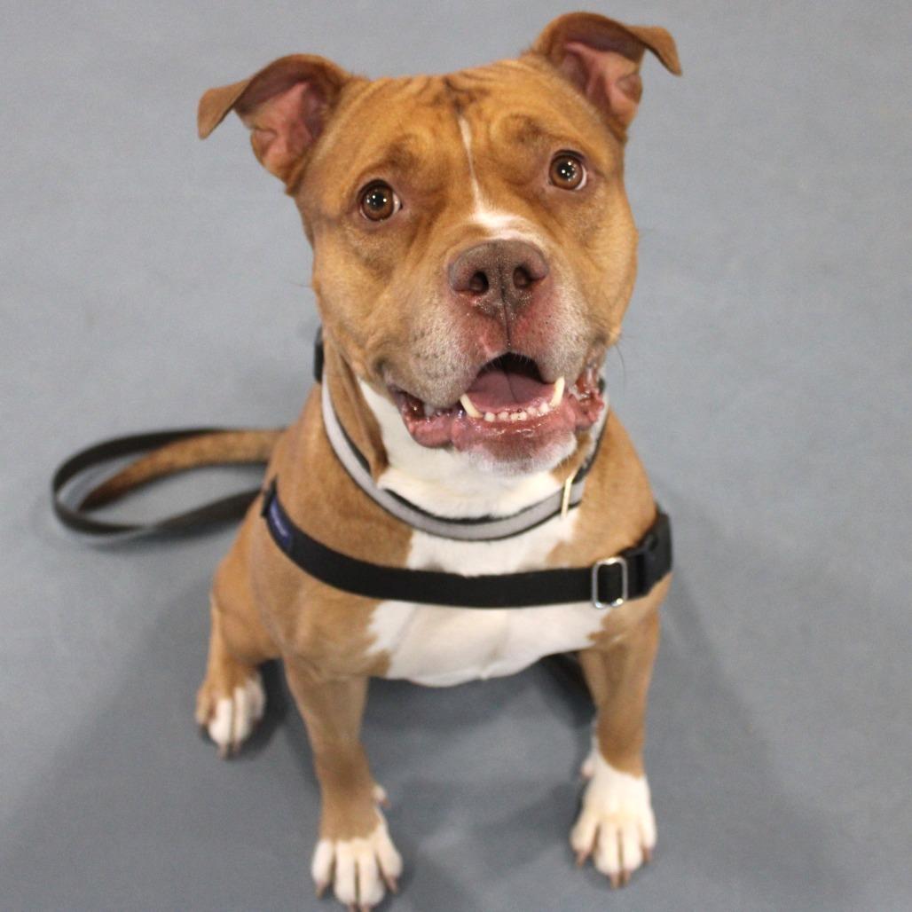 Enlarge Simba, a Adoptable Pit Bull Terrier in Champaign, IL image 5/6