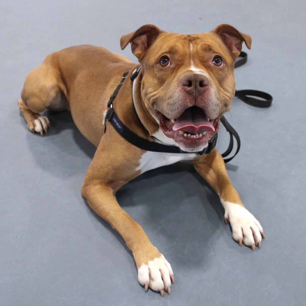 Enlarge Simba, a Adoptable Pit Bull Terrier in Champaign, IL image 6/6