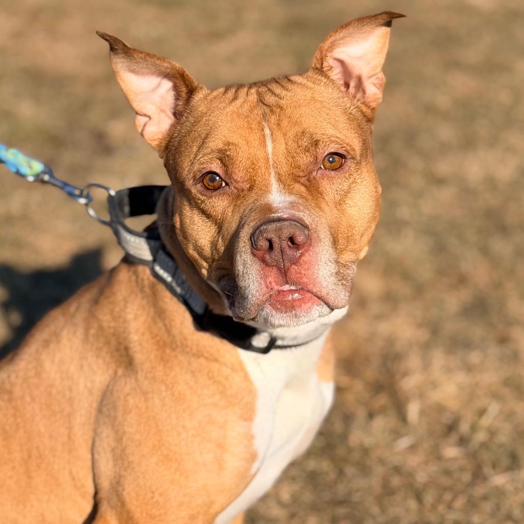 Simba, a Adoptable Pit Bull Terrier in Champaign, IL image 6/6