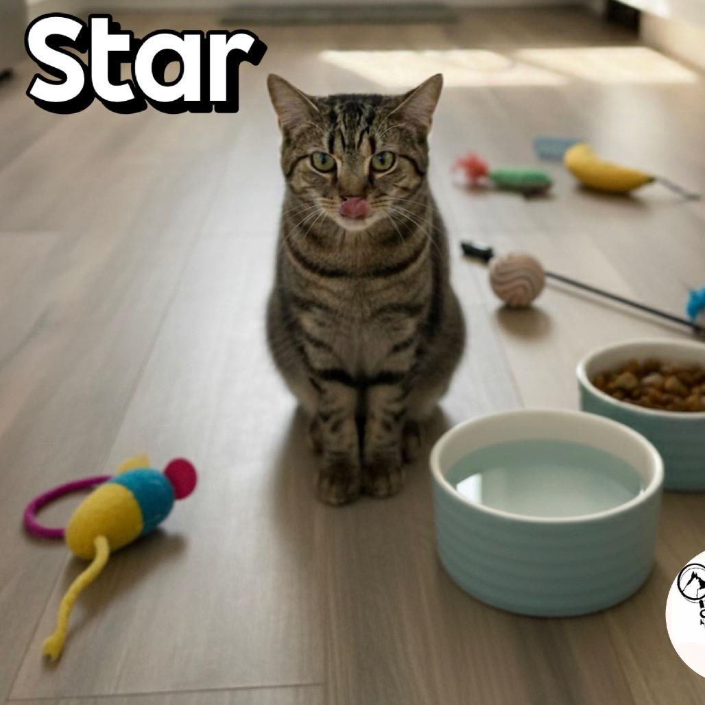 Star, Adoptable, Young Female Domestic Short Hair.