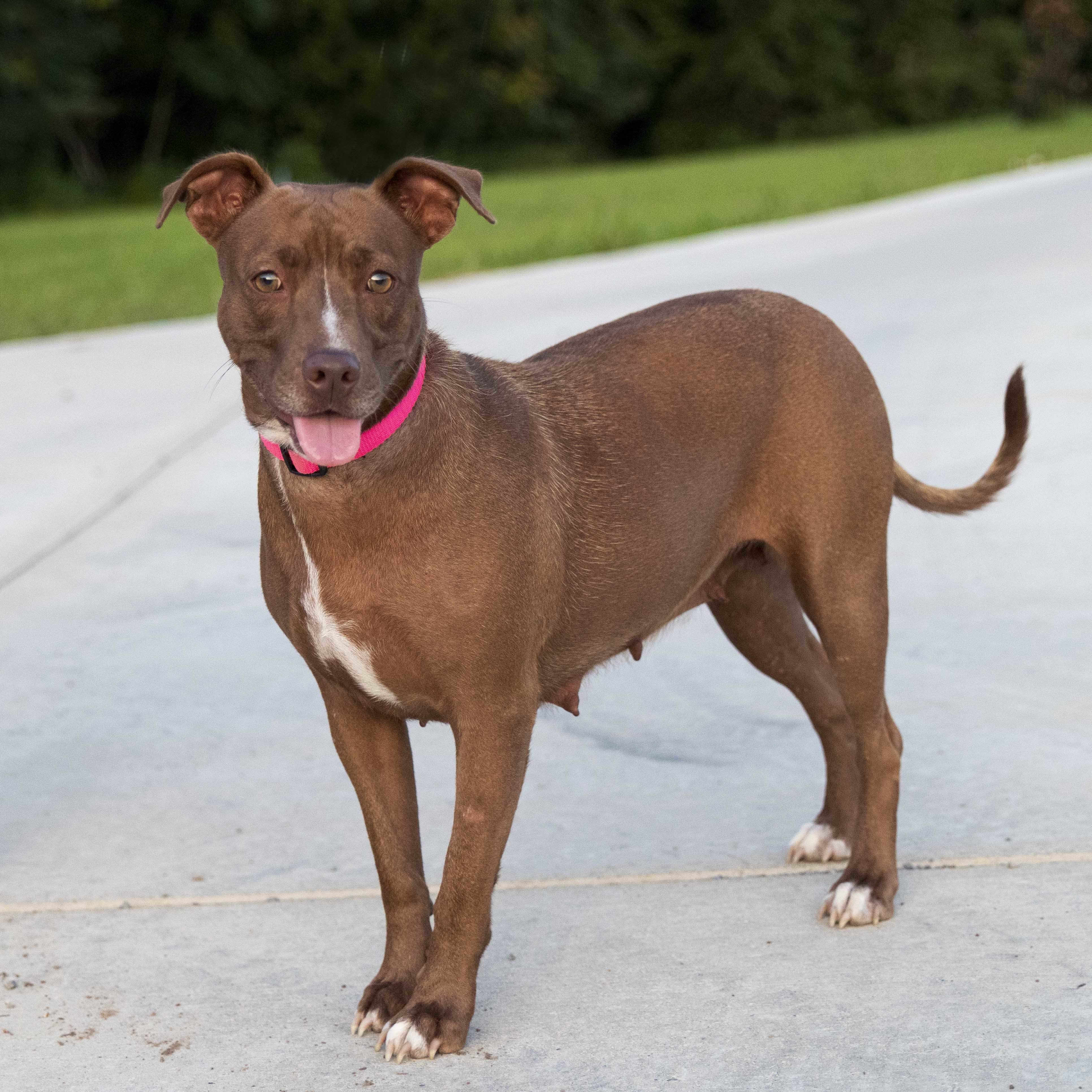 Sasha, Adoptable, Adult Female Pit Bull Terrier.