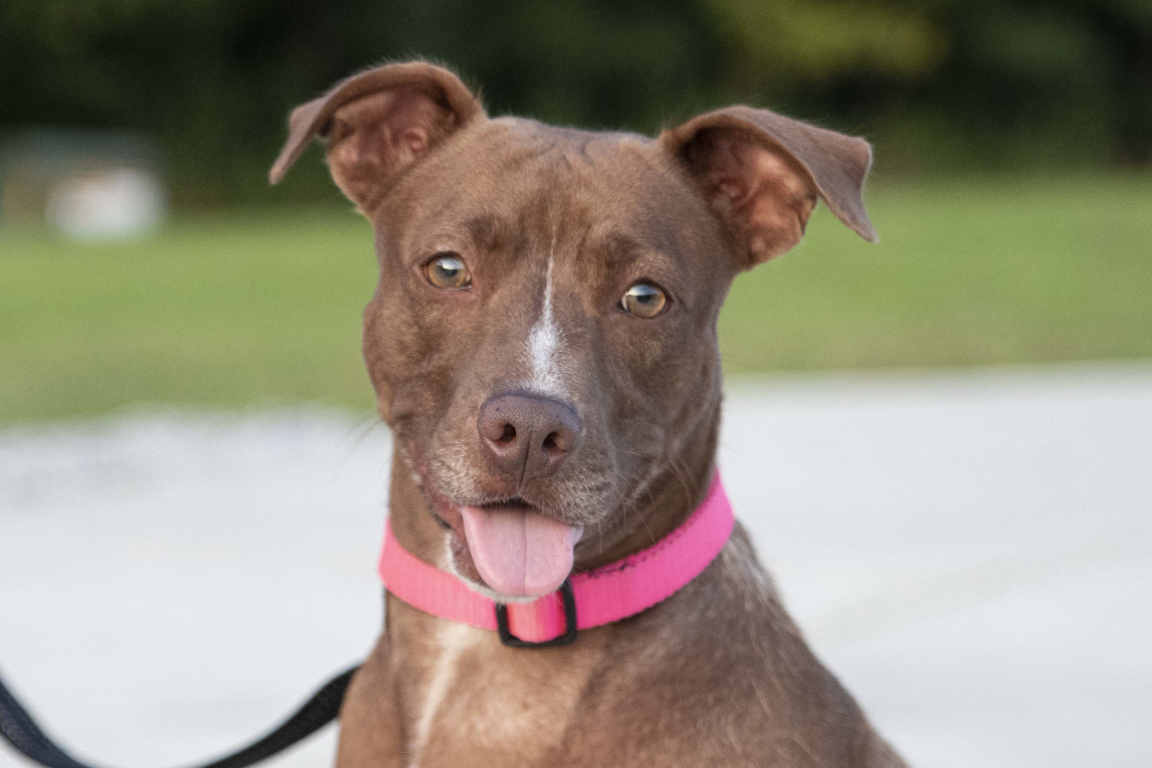 Sasha, a Adoptable mixed breed in Cookeville, TN image 2/8
