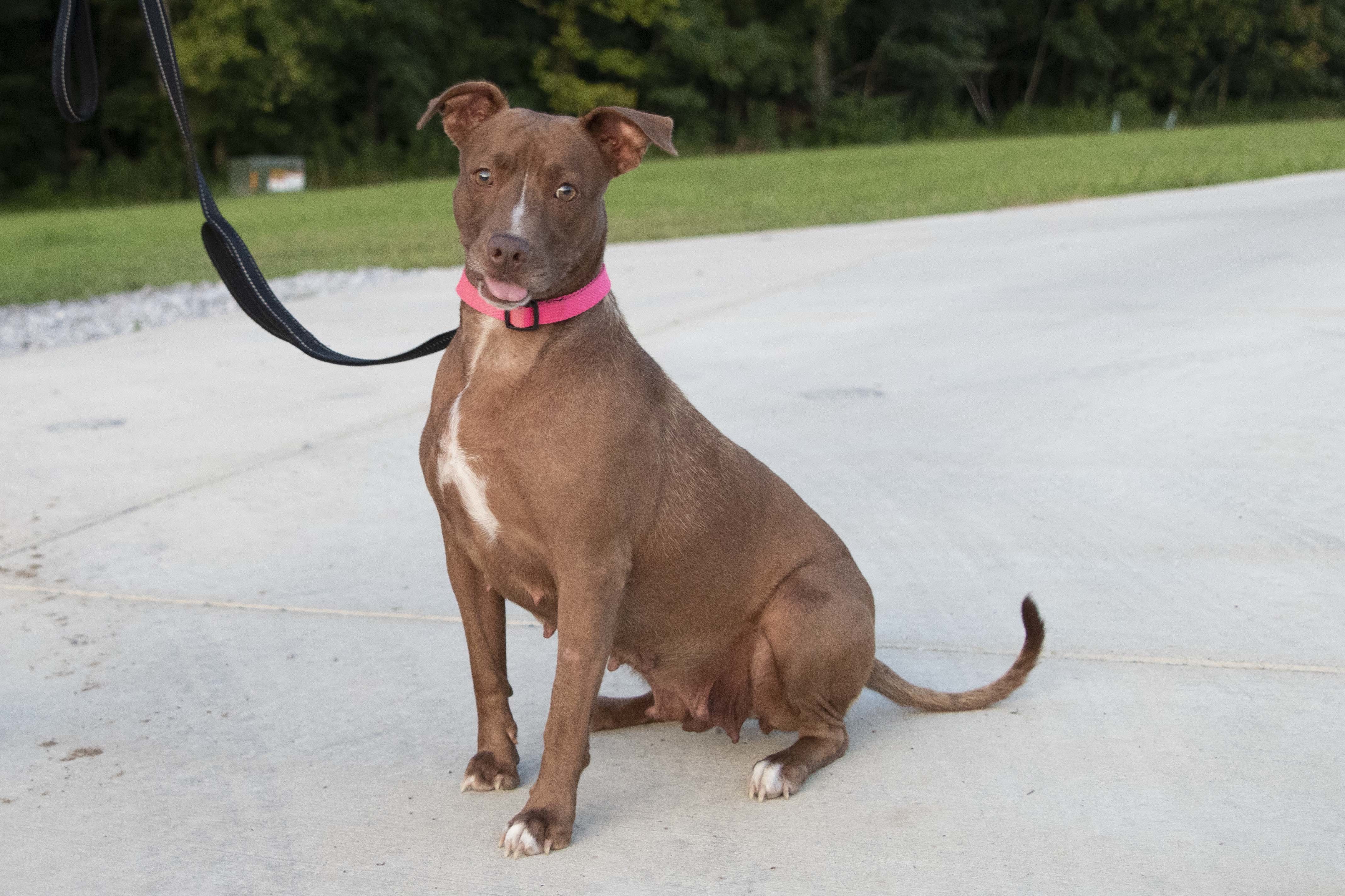 Sasha, a Adoptable mixed breed in Cookeville, TN image 4/8